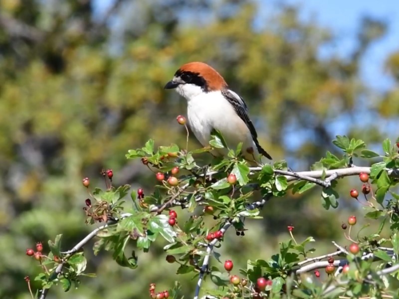 Patrimonio Natural Parte II - Tierras de Oropesa Patrimonio Natural Parte II - Tierras de Oropesa